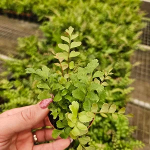 Rosy Maidenhair Fern Live Plant – Indoor Fern – 2 Inch Pot – Easy Care - Image 2