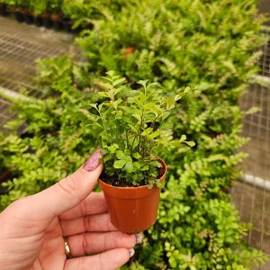 Rosy Maidenhair Fern Live Plant – Indoor Fern – 2 Inch Pot – Easy Care - Image 3
