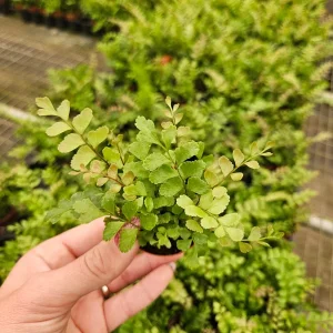 Rosy Maidenhair Fern Live Plant – Indoor Fern – 2 Inch Pot – Easy Care - Image 4