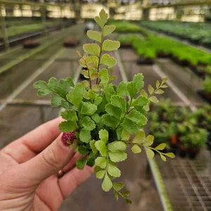 Rosy Maidenhair Fern Live Plant – Indoor Fern – 2 Inch Pot – Easy Care - Image 1