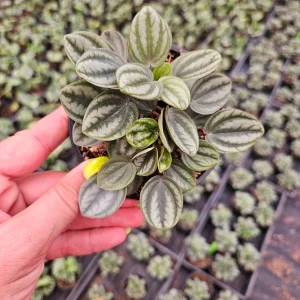 Royal Princess Peperomia Live Plant - 4 Inch Pot, Tropical Houseplant, Pet-Safe - Image 2