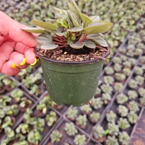 Royal Princess Peperomia Live Plant - 4 Inch Pot, Tropical Houseplant, Pet-Safe - Image 3