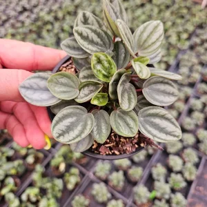 Royal Princess Peperomia Live Plant - 4 Inch Pot, Tropical Houseplant, Pet-Safe - Image 4