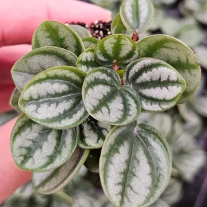 Royal Princess Peperomia Live Plant - 4 Inch Pot, Tropical Houseplant, Pet-Safe - Image 1