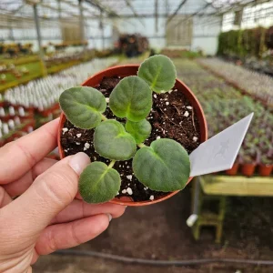 RS Ariel African Violet Live Plant – Starter in 4 Inch Pot – Indoor Houseplant - Image 2