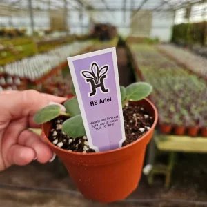 RS Ariel African Violet Live Plant – Starter in 4 Inch Pot – Indoor Houseplant - Image 3