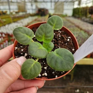 RS Ariel African Violet Live Plant – Starter in 4 Inch Pot – Indoor Houseplant - Image 4
