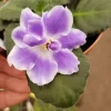 RS Ariel African Violet Live Plant – Starter in 4 Inch Pot – Indoor Houseplant - Image 1