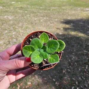 RS Serpentine African Violet Live Plant - 4 Inch Pot Starter - Indoor Houseplant - Image 2