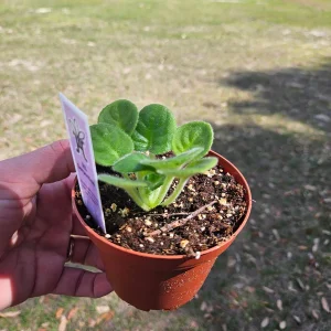 RS Serpentine African Violet Live Plant - 4 Inch Pot Starter - Indoor Houseplant - Image 3