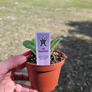 RS Serpentine African Violet Live Plant - 4 Inch Pot Starter - Indoor Houseplant - Image 4
