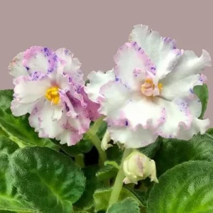 RS Serpentine African Violet Live Plant - 4 Inch Pot Starter - Indoor Houseplant - Image 6