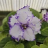 RS Serpentine African Violet Live Plant - 4 Inch Pot Starter - Indoor Houseplant - Image 1