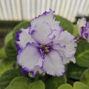 RS Serpentine African Violet Live Plant - 4 Inch Pot Starter - Indoor Houseplant - Image 1