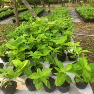 Ruby Slipper Hydrangea Live Plant - 1 Year Old, 4-inch Pot, Outdoor Shrub - Image 2