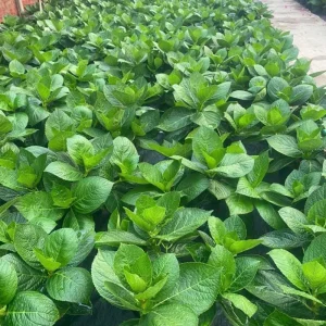 Ruby Slipper Hydrangea Live Plant - 1 Year Old, 4-inch Pot, Outdoor Shrub - Image 4