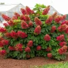Ruby Slipper Hydrangea Live Plant - 1 Year Old, 4-inch Pot, Outdoor Shrub - Image 1