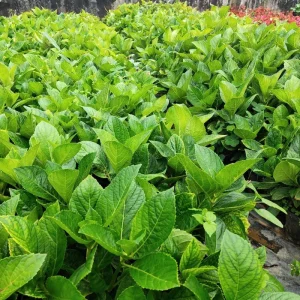 Ruby Slipper Hydrangea Live Plant - 1 Year Old, 4-inch Pot, Outdoor Shrub - Image 7