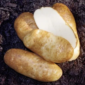 Russet Potato Seeds Heirloom Vegetable Seeds for Planting 140 Count - Image 3