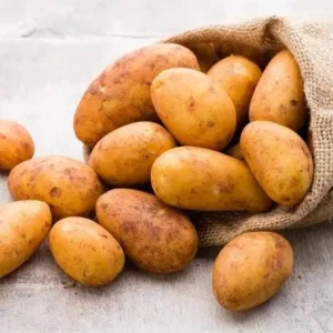 Russet Potato Seeds Heirloom Vegetable Seeds for Planting 140 Count - Image 5