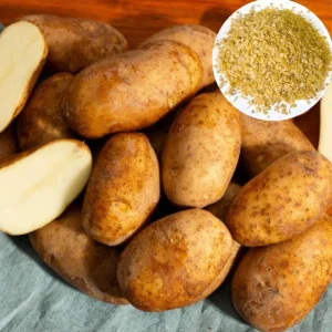 Russet Potato Seeds Heirloom Vegetable Seeds for Planting 140 Count - Image 1