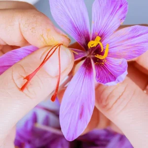 Saffron Autumn Crocus Seeds (Crocus sativus) - 50 Seeds - Fall Blooming Purple - Image 3