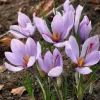 Saffron Autumn Crocus Seeds (Crocus sativus) - 50 Seeds - Fall Blooming Purple - Image 1