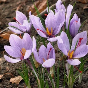 Saffron Autumn Crocus Seeds (Crocus sativus) - 50 Seeds - Fall Blooming Purple - Image 1