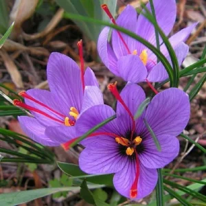 Saffron Crocus Sativus Spice Herb Seeds - 15+ Pcs Fresh Harvest Grade A USA - Image 2