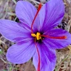 Saffron Crocus Sativus Spice Herb Seeds - 15+ Pcs Fresh Harvest Grade A USA - Image 1