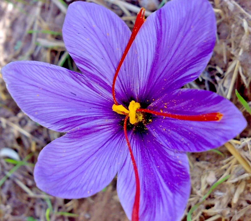 Saffron Crocus Sativus Spice Herb Seeds - 15+ Pcs Fresh Harvest Grade A USA - Image 1