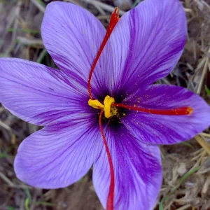Saffron Crocus Seeds - Fresh Harvest, Grade A, 25+ Seed Pack for Indoor & Outdoor Planting - Image 2