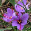 Saffron Crocus Seeds - Fresh Harvest, Grade A, 25+ Seed Pack for Indoor & Outdoor Planting - Image 1