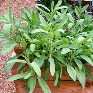 Sage Herb Live Plant – 8 inch Height – 4.5 inch Pot – Indoor & Outdoor - Image 2