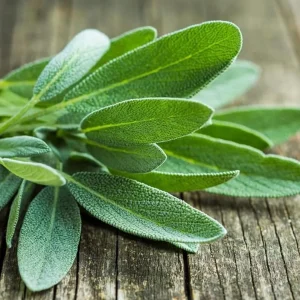 Sage Herb Live Plant – 8 inch Height – 4.5 inch Pot – Indoor & Outdoor - Image 3