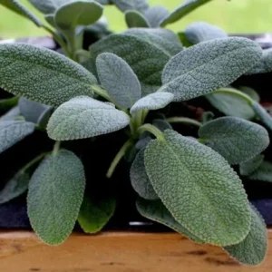 Sage Herb Live Plant – 8 inch Height – 4.5 inch Pot – Indoor & Outdoor - Image 4