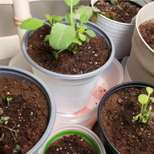 Sage Herb Live Plant – 8 inch Height – 4.5 inch Pot – Indoor & Outdoor - Image 5