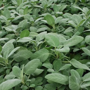 Sage Herb Live Plant – 8 inch Height – 4.5 inch Pot – Indoor & Outdoor - Image 1