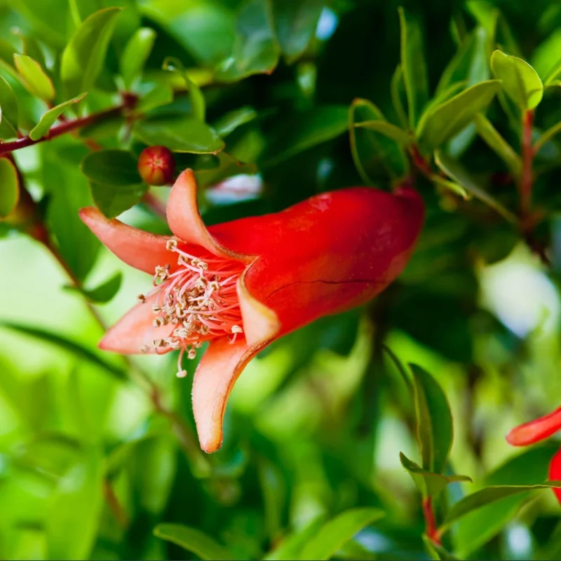 Salavatski Pomegranate Live Starter Plant - Edible Fruit, 4 Inch Pot - Image 2