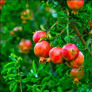 Salavatski Pomegranate Live Starter Plant - Edible Fruit, 4 Inch Pot - Image 3