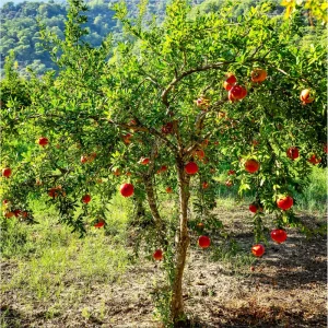 Salavatski Pomegranate Live Starter Plant - Edible Fruit, 4 Inch Pot - Image 4