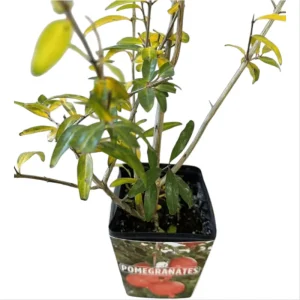 Salavatski Pomegranate Live Starter Plant - Edible Fruit, 4 Inch Pot - Image 7