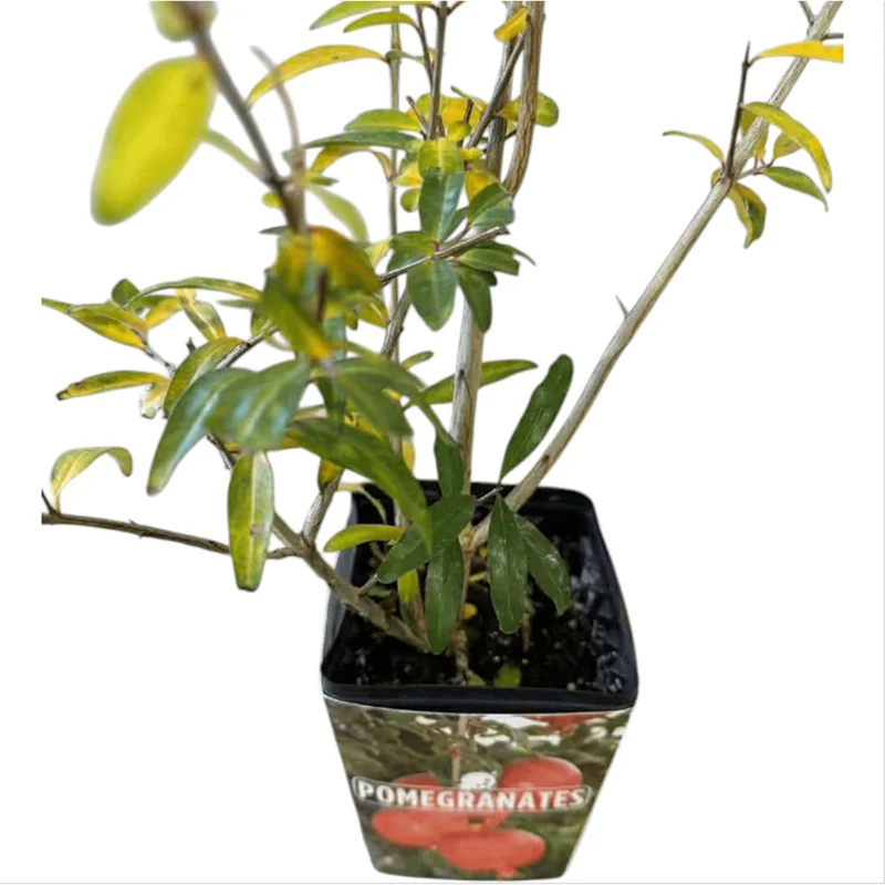 Salavatski Pomegranate Live Starter Plant - Edible Fruit, 4 Inch Pot - Image 7