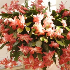 Salmon Christmas Cactus Live Plants - 2-Pack, Potted, 4-6 Inch Tall Holiday Cactus - Image 2