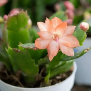 Salmon Christmas Cactus Live Plants - 2-Pack, Potted, 4-6 Inch Tall Holiday Cactus - Image 3