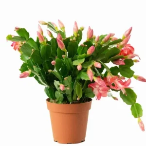 Salmon Christmas Cactus Live Plants - 2-Pack, Potted, 4-6 Inch Tall Holiday Cactus - Image 4