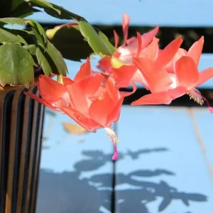 Salmon Christmas Cactus Live Plants - 2-Pack, Potted, 4-6 Inch Tall Holiday Cactus - Image 5