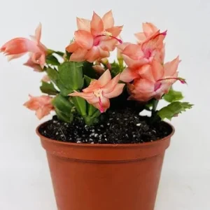 Salmon Christmas Cactus Live Plants - 2-Pack, Potted, 4-6 Inch Tall Holiday Cactus - Image 6