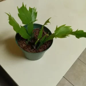 Salmon Christmas Cactus Live Plants - 2-Pack, Potted, 4-6 Inch Tall Holiday Cactus - Image 7