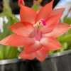 Salmon Christmas Cactus Live Plants - 2-Pack, Potted, 4-6 Inch Tall Holiday Cactus - Image 1